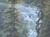 Adult black wolf of the Fishtrap pack