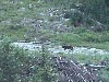 Adult gray wolf of the Fishtrap pack