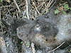 Dead wolf pup from the Fishtrap pack