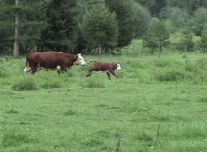 Range cattle in  northwest Montana