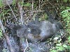 Dead wolf pup from the Fishtrap pack that was shot and killed