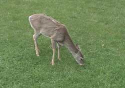 White tailed deer