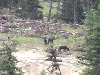 Wolf pups from the Fishtrap pack
