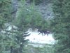 Wolf pup from the Fishtrap pack