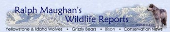 Ralph Maughan's Wildlife Reports