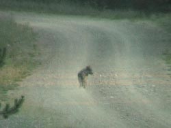 A wolf pup from the Fishtrap pack in northwest Montana