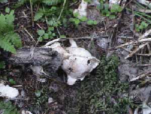 Shot coyote with bullet holes in the skull