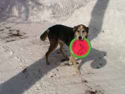 Timber with frisbee