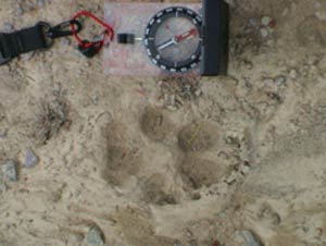 Wolf print
